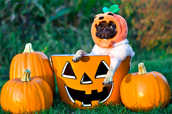 Pumpkin Pug dog фото