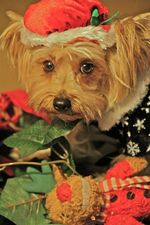 Pumpkin Yorkshire Terrier 