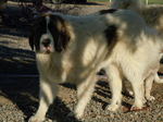 Pyrenean Mastiff dog