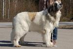 Pyrenean Mastiff dog with a owner