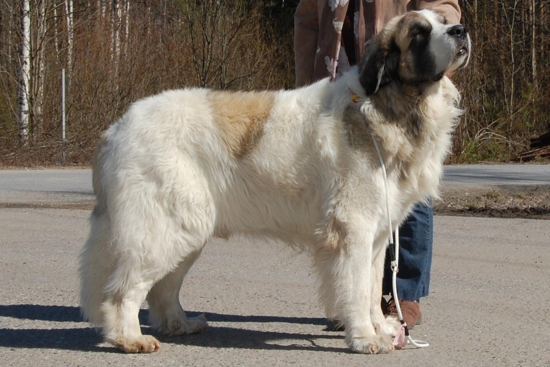 Pyrenean Mastiff dog with a owner wallpaper