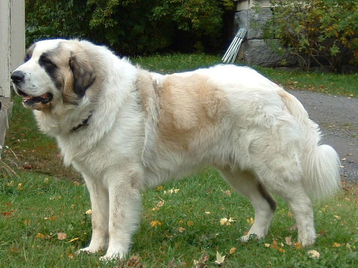 Pyrenean Mastiff wallpaper