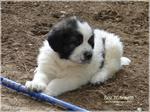 Pyrenean Mastiff with a stick