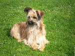 Pyrenean Shepherd on the grass