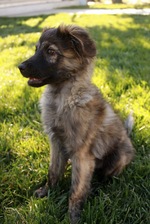 Pyrenean Shepherd puppy