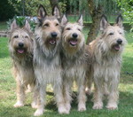 Quaternion lovely Berger Picard dogs