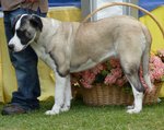 Rafeiro do Alentejo with his owner