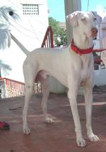 Rajapalayam dog in red collar