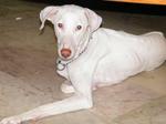 Rajapalayam dog