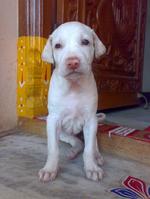 Rajapalayam puppy