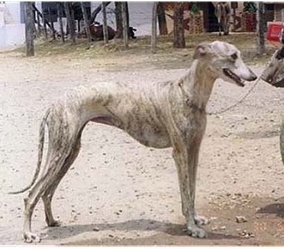  Rampur Greyhound dog face wallpaper