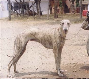 Rampur Greyhound wallpaper