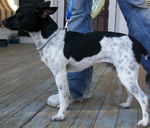 Rat Terrier dog and his owner