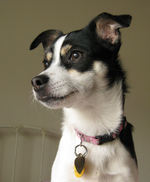 Rat Terrier dog face