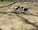 Rat Terrier dogs