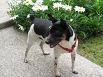 Rat Terrier for a walk