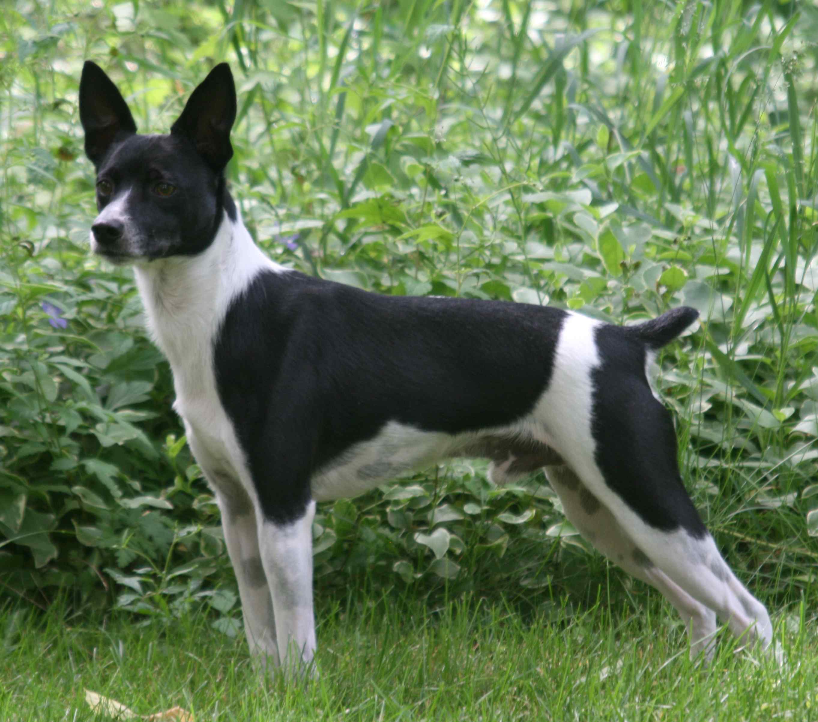 Toy rat terrier pictures