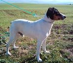 Ratonero Bodeguero Andaluz on the field