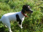 Ratonero Bodeguero Andaluz on the grass