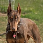 Red and rust Doberman Pinscher dog