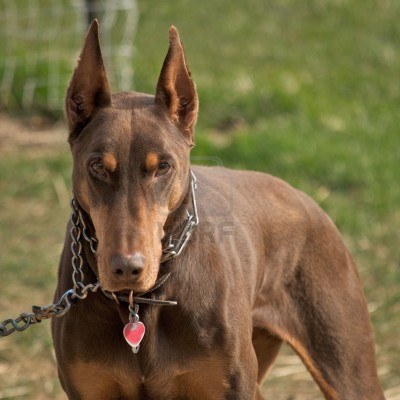 red-and-rust-doberman-pinscher-dog-photo