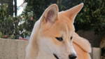 Red beautiful Akita Inu