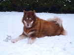 Red Canadian Eskimo Dog