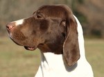 Red & White Braque Francais dog