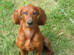 Redbone Coonhound dog face