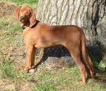 Redbone Coonhound dog near the tree