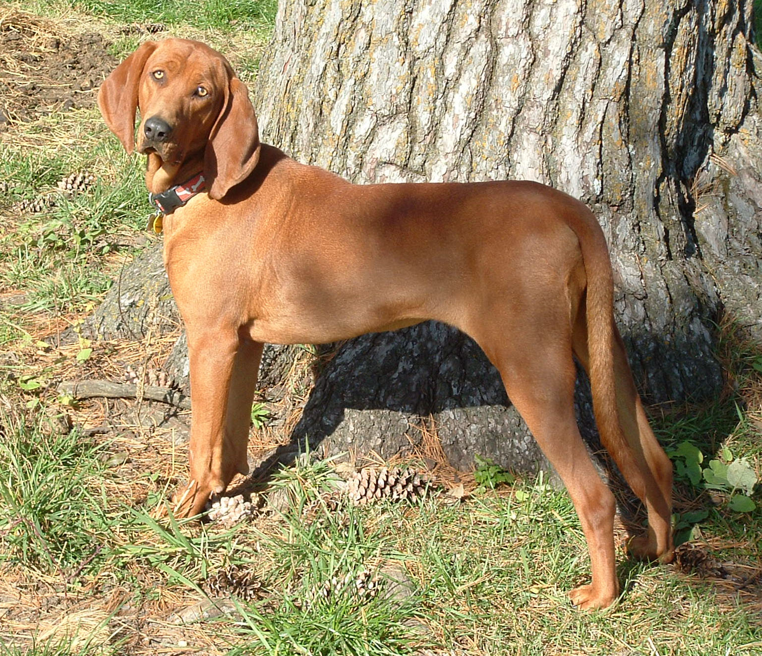 Redbone Coonhound dog near the tree wallpaper
