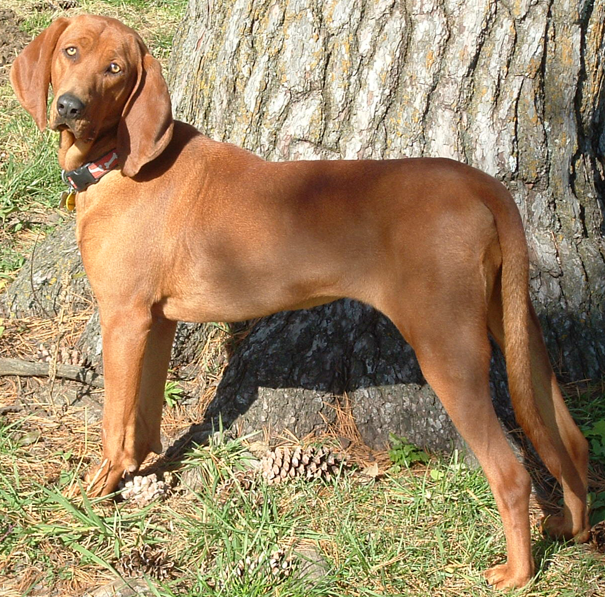 Redbone Coonhound wallpaper