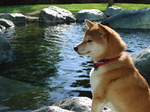 Relaxing Shiba Inu dog 