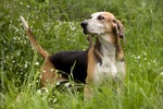 Resting Anglo-Francais de Petite Venerie dog