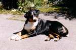 Resting Appenzeller Sennenhund dog 
