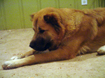 Resting Central Asian Shepherd dog