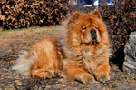 Resting Chow Chow