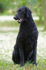 Resting Curly Coated Retriever dog