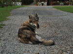 Resting Czechoslovak Wolfdog 