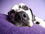 Resting Dalmatian dog 
