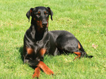 Resting Doberman Pinscher dog