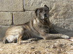 Resting Dogo Sardesco dog