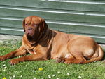 Resting Dogue de Bordeaux dog 