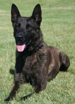 Resting Dutch Shepherd Dog