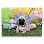 Resting Easter Pug