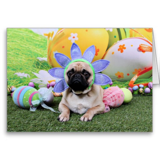 Resting Easter Pug фото