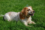 Resting English Cocker Spaniel dog