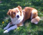 Resting English Shepherd dog