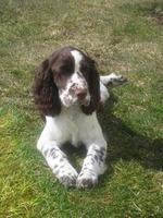 Resting English Springer Spaniel dog