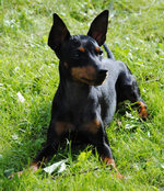 Resting English Toy Terrier(Black Tan) dog